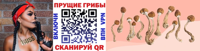 Купить где  Морозовск  Галлюциногенные грибы Magic Shrooms 